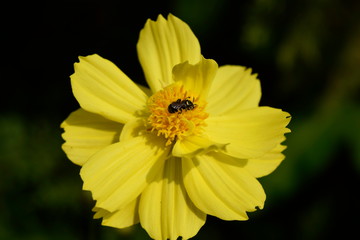 Close-Up Of yellow Flowering Plant In the garden.