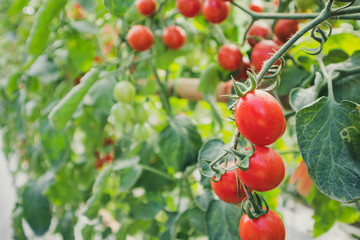 Fresh ripe red tomatoes plant growth in organic greenhouse garden ready to harvest