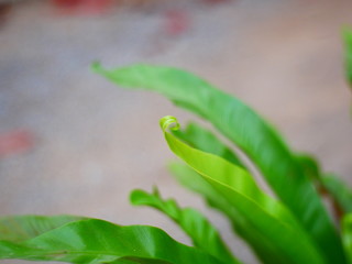 green leaf with water drops