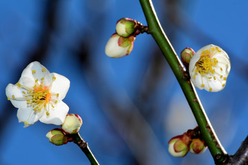 早咲きの梅