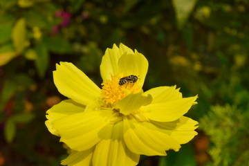 Close-Up Of yellow Flowering Plant In the garden.