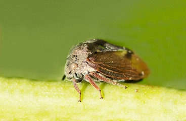 Humpback Cicada. This is one of the most amazing creatures on our planet. Body length 7-9. 6 mm. Moves by jumping.