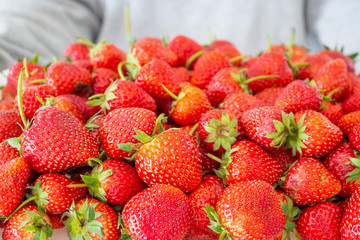 Woman hold white tray with red ripe strawberries