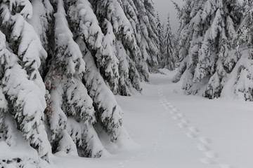 Foot and animal tracks in the snow