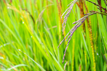 riceberry plant in green organic rice paddy field