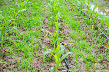 corn field with water irrigation system in organic garden