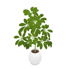 Potted indoor, office and house plant. A schefflera in a pot. Isometric vector illustration