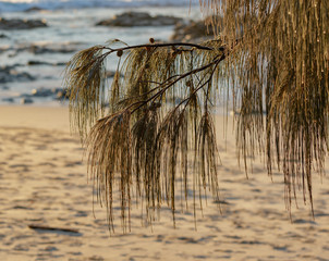 Beach water drops on pine needles
