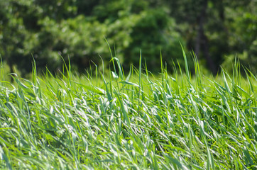 green grass