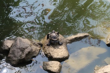 Hong Kong Turtle