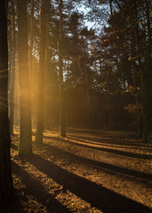 Fototapeta premium The sun shines between the trees on the bottom of the ground