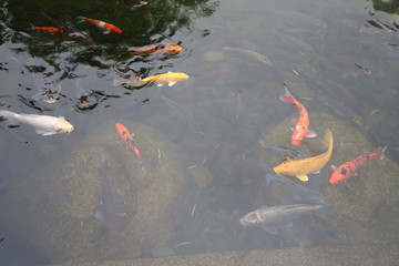 Hong Kong Fishes