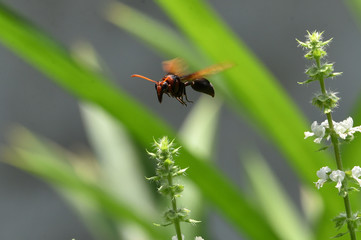 wasps fly on leaves