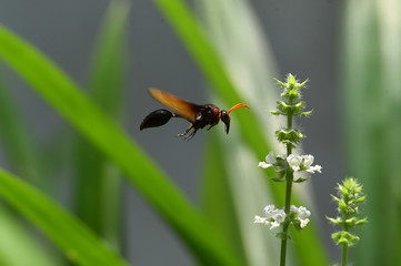 wasps fly on leaves