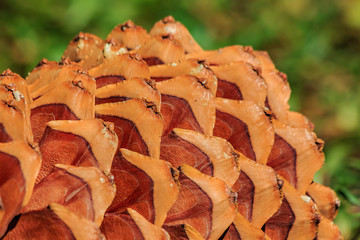 Close up of a sugar pine cone with a blurred background