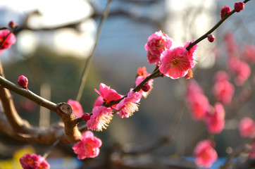Fototapeta na wymiar Early Flowering Blossom Tree In Tokyo, Japan