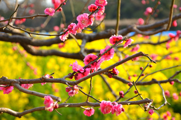 Early Flowering Blossom Tree In Tokyo, Japan