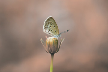 natural butterfly with beautiful color background