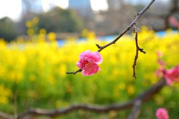 Early Flowering Blossom Tree In Tokyo, Japan