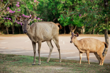 Asia, Khao Yai National Park, Natural Parkland, Thailand, Agricultural Field