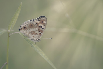 natural butterfly with beautiful color background