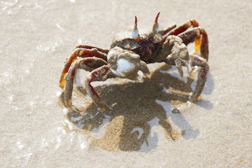 Photo picture of a charming multi-colored crab in a natural environment on the background of sand and rocks