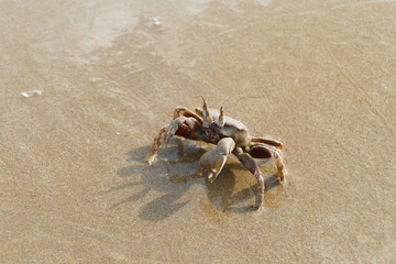 Photo picture of a charming multi-colored crab in a natural environment on the background of sand...