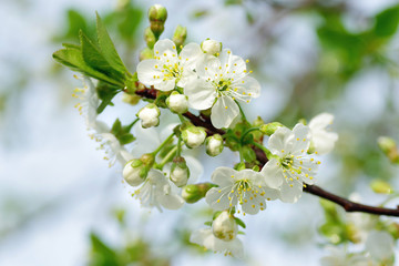 cherry blossom
