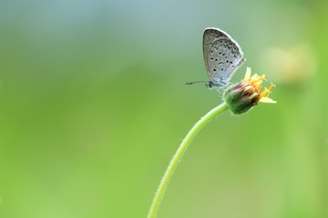 natural butterfly with beautiful color background