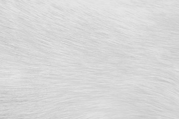 Natural llight gray or white texture fur cat abstract patterns for background
