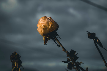 Raindrops hanging from rose in stormy weather.