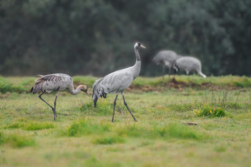 common crane grus grus