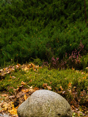 Evergreen shrub slope
