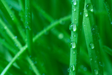 drops of dew on the stem of wheat