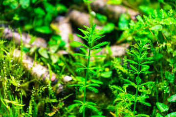 Marsh plants in the tropics