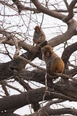 Primates in the park in China