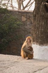 Primates family mother and baby