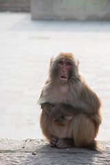 Naklejka premium Primates in the park in China