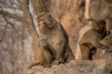 primates mother and baby