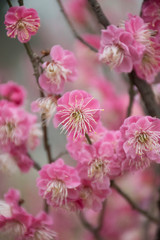 cherry blossom in chinese garden