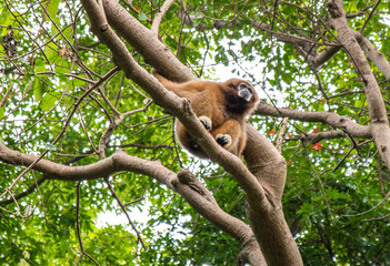 Gibbons cling on the branches comfortably.