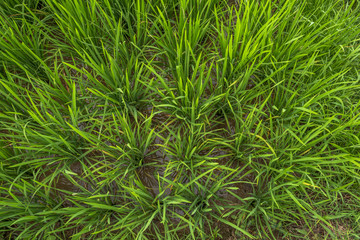 Top view of paddy plant in green color, Indonesia