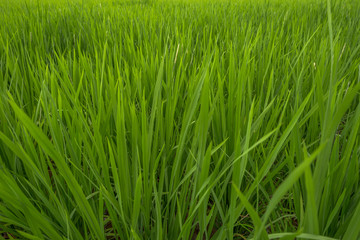 Green paddy leaves