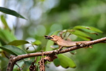 The chameleon eats insects as food comfortably on the branches.