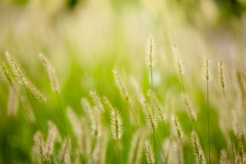 Fototapeta na wymiar reed grass juicy green colored as grasses background