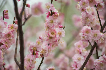 Obraz premium cherry blossom in chinese garden