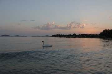 White swan swimming on the sea during sunset. Summer, warm, holiday, evening. Twilight on the Adriatic Sea in Croatia. Colorful, orange sky. Beautiful dusk. Pleasant, calm end of the day.  Seashore