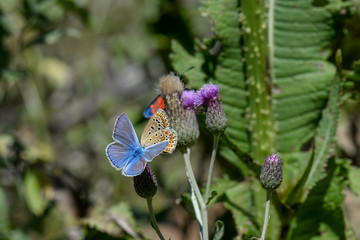 butterfly on flower
