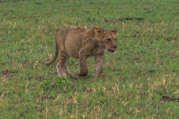 The Savuti Marsh Pride lions roam in the Chobe National Park Botswana.