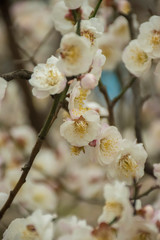 Obraz premium cherry blossom in the chinese garden